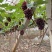 茉莉香葡萄无籽脆甜带花香量大从优欢迎选购