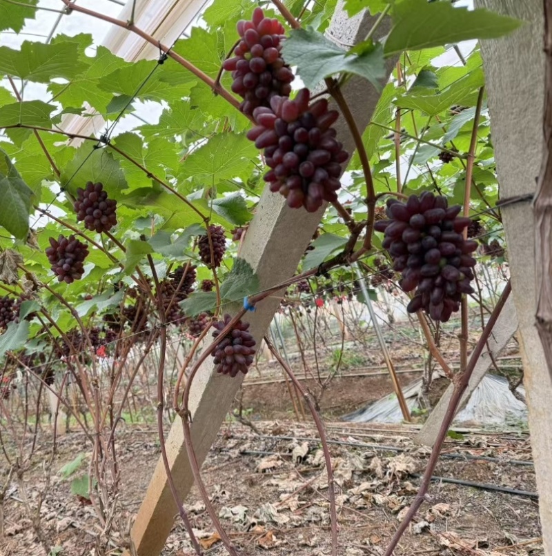 茉莉香葡萄无籽脆甜带花香量大从优欢迎选购