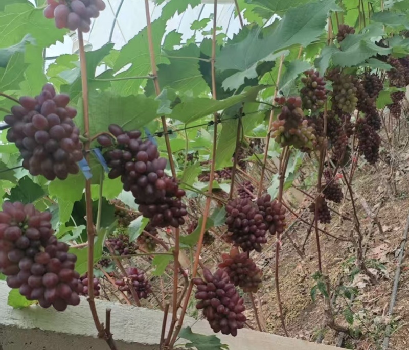 茉莉香葡萄无籽脆甜带花香量大从优欢迎选购