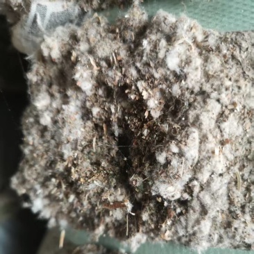 成都优质棉渣壳，大量货源充足