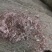 成都优质棉渣壳，大量货源充足