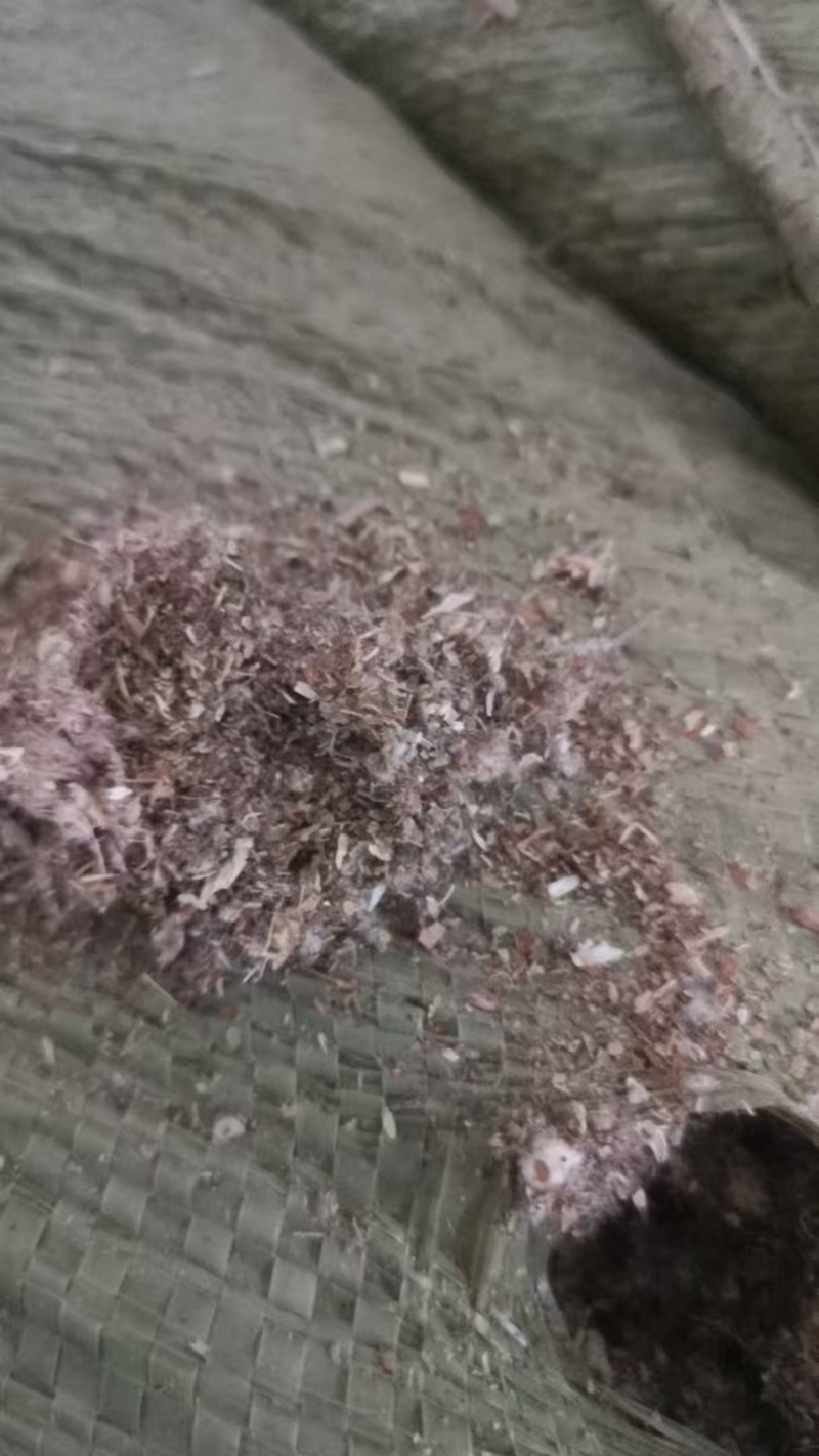成都优质棉渣壳，大量货源充足