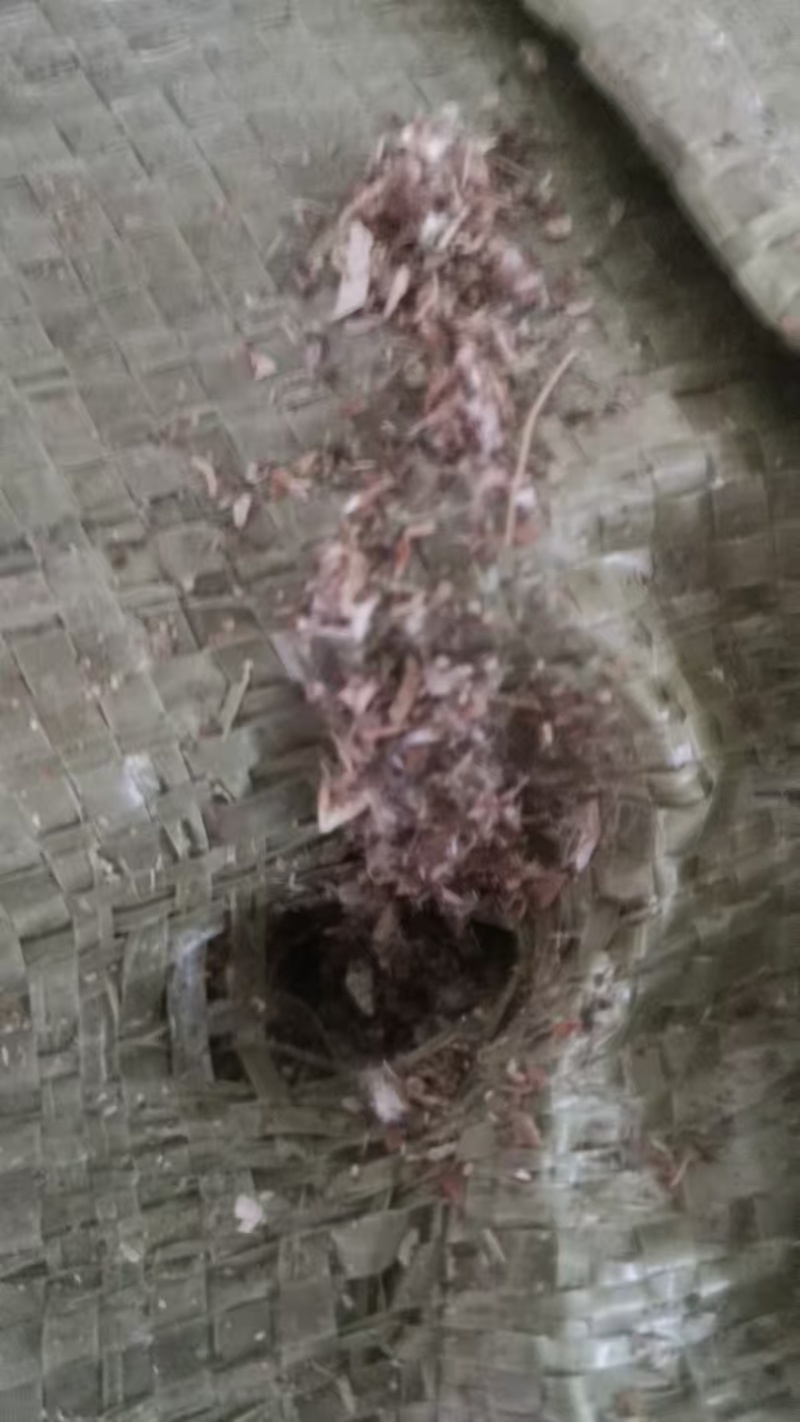 成都优质棉渣壳，大量货源充足