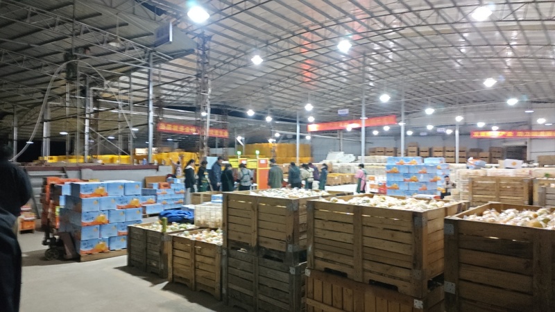 赣南脐橙信丰产地精品脐橙可批发可一件代发
