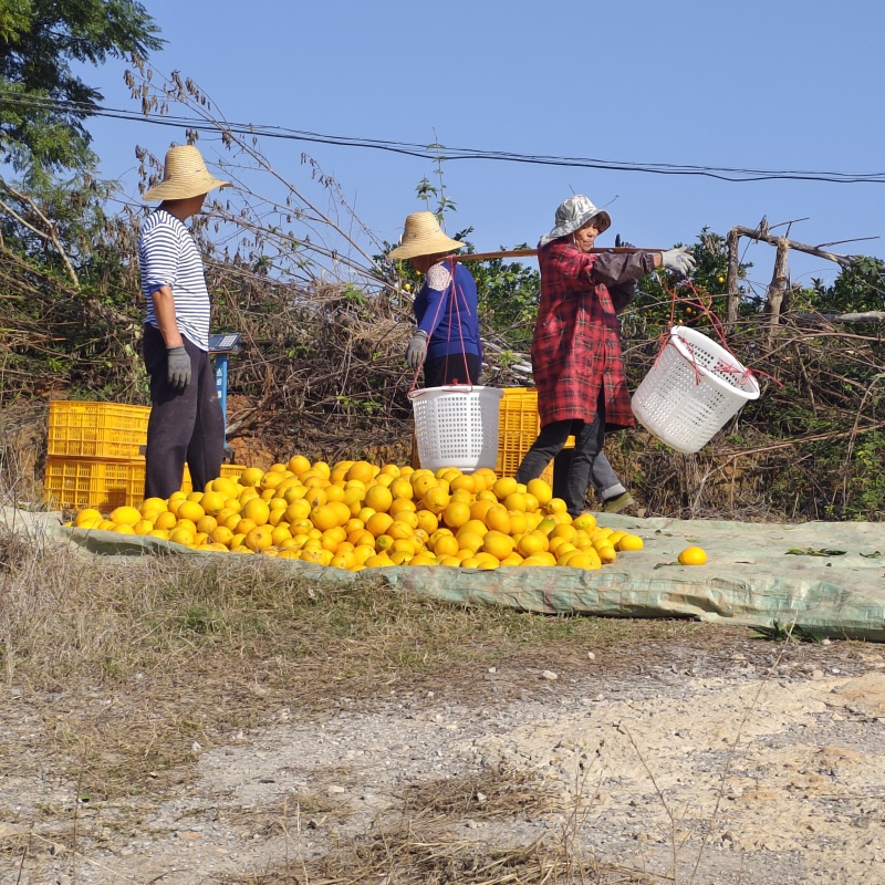 赣南脐橙信丰产地精品脐橙可批发可一件代发