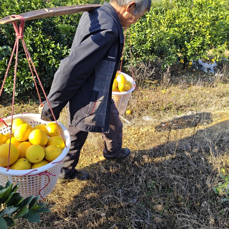赣南脐橙信丰产地精品脐橙可批发可一件代发