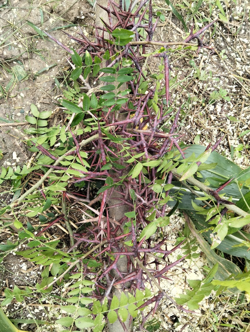 皂角树
