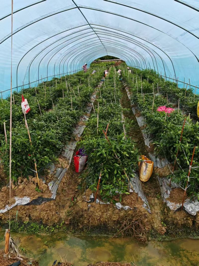 百色3号，8号线椒