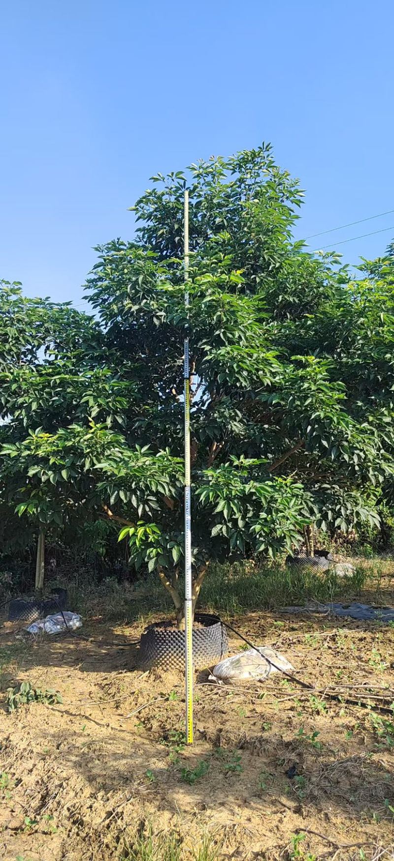 紫花风铃木丛生