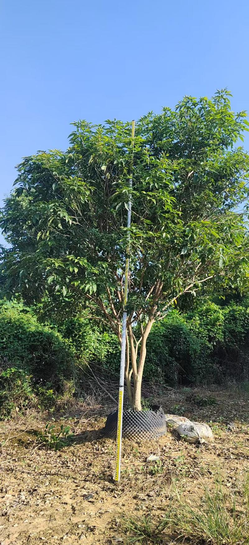 紫花风铃木丛生