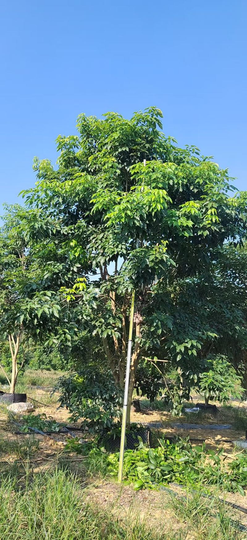 紫花风铃木丛生