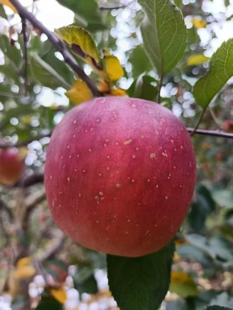 冰糖心丑苹果大量有货基地直供品质优现摘现发可视频看货热卖