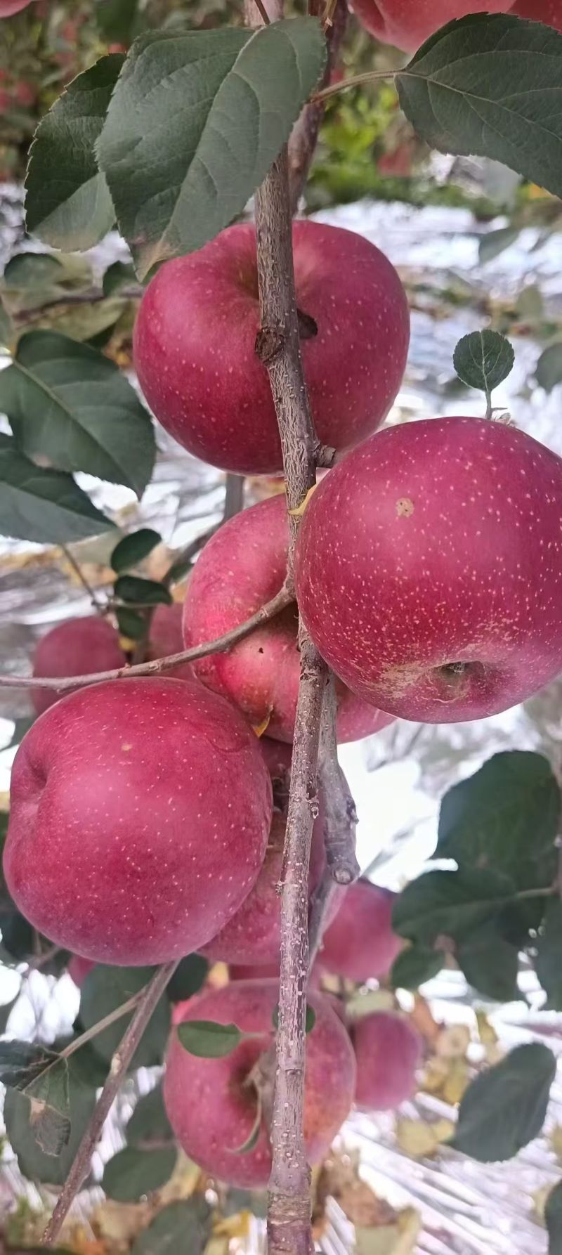 冰糖心丑苹果大量有货基地直供品质优现摘现发可视频看货热卖