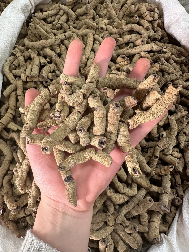 巴戟天正宗德庆中药材野生巴吉天抽芯新货无硫一手货源批发