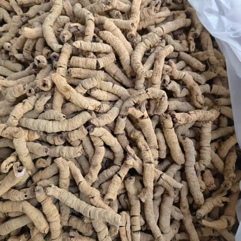 巴戟天正宗德庆中药材野生巴吉天抽芯新货无硫一手货源批发