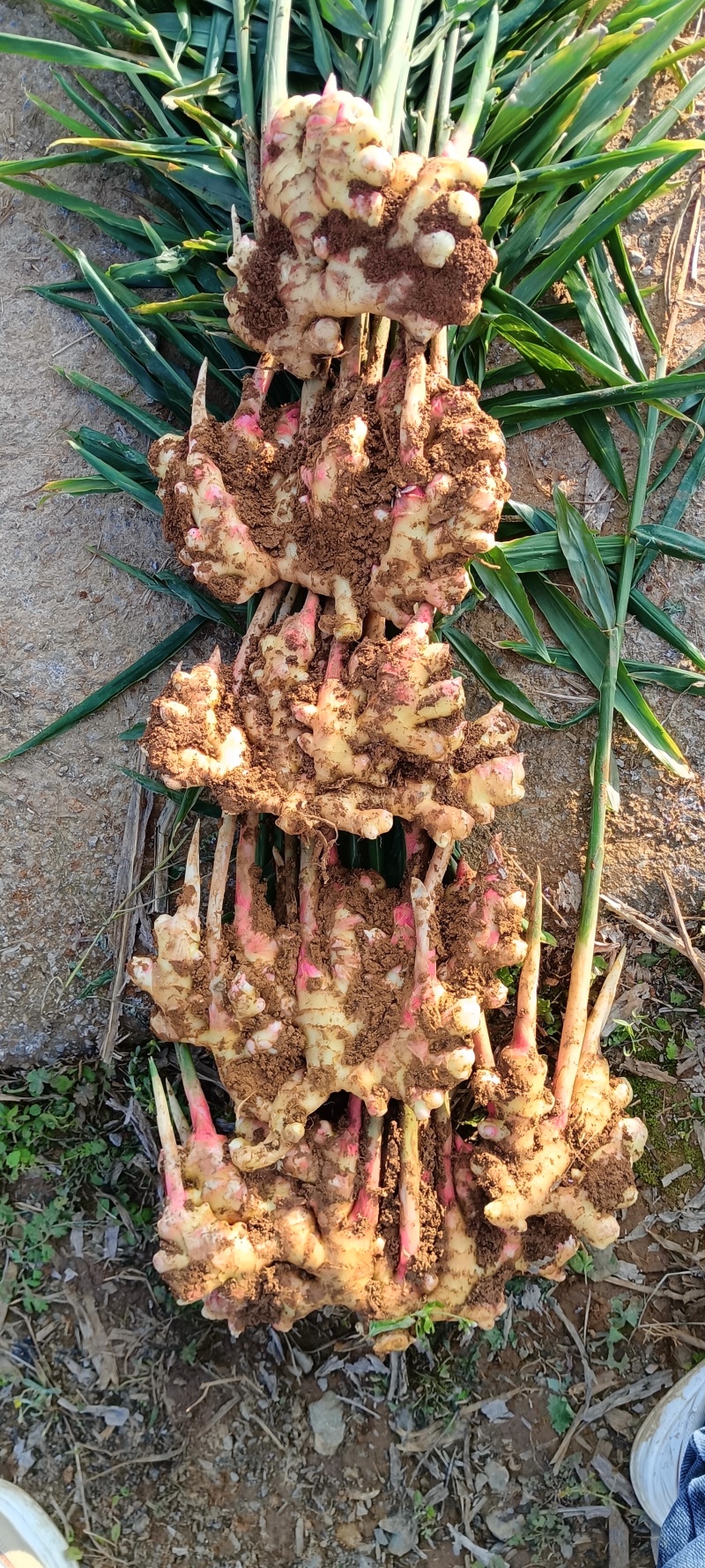 贵州二黄姜
