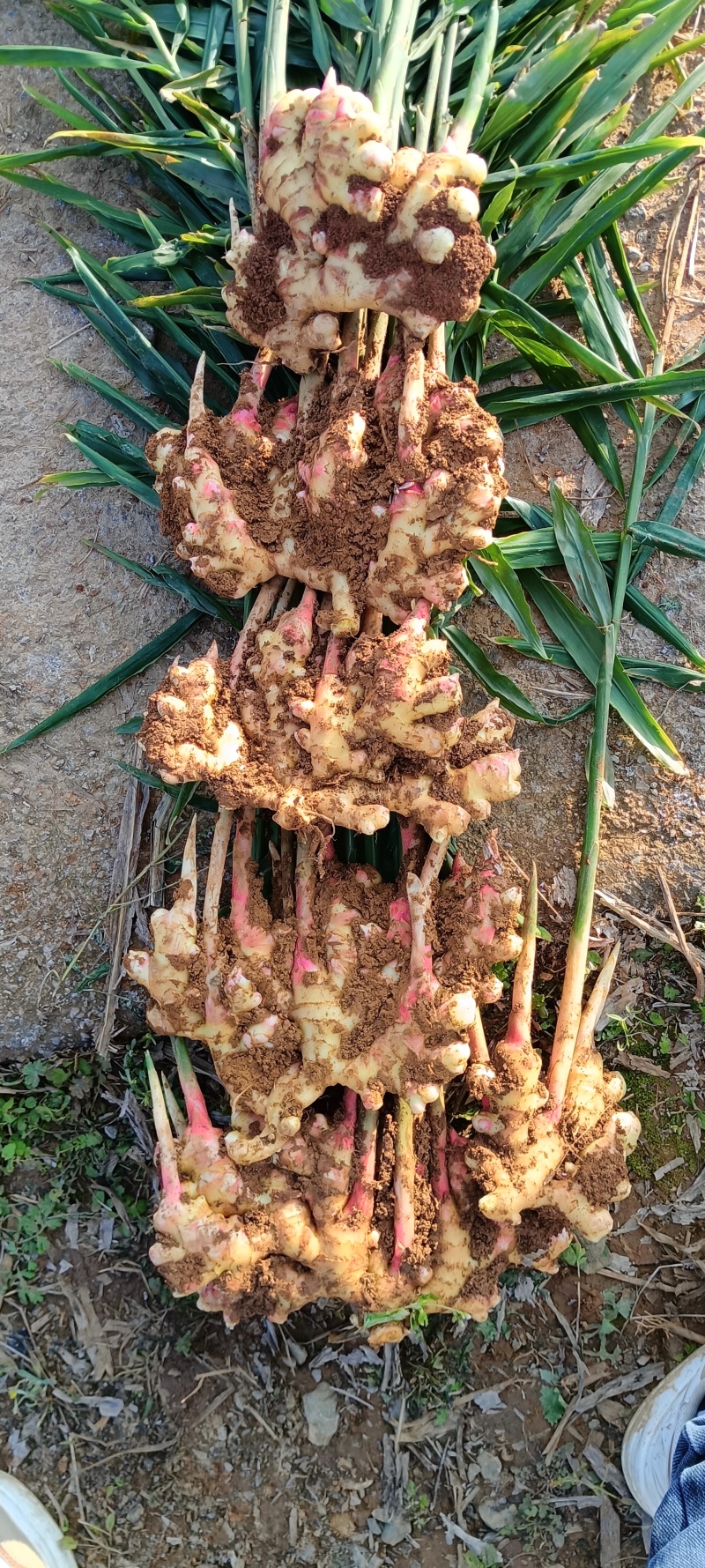 贵州二黄姜