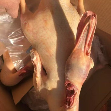 存货鸭胚