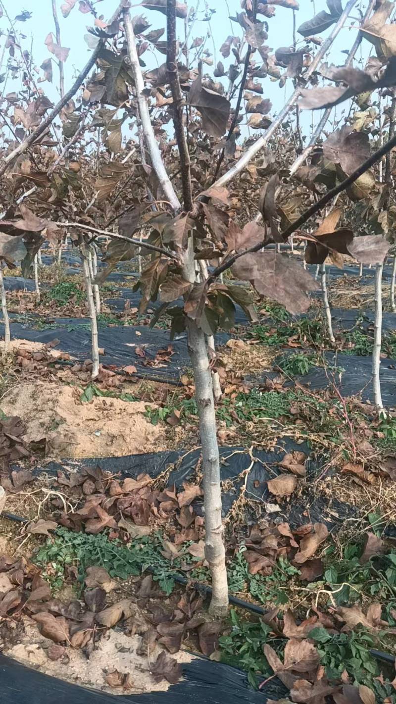 优质山楂苗山楂树苗甜红子/大金星各种规格各种品种