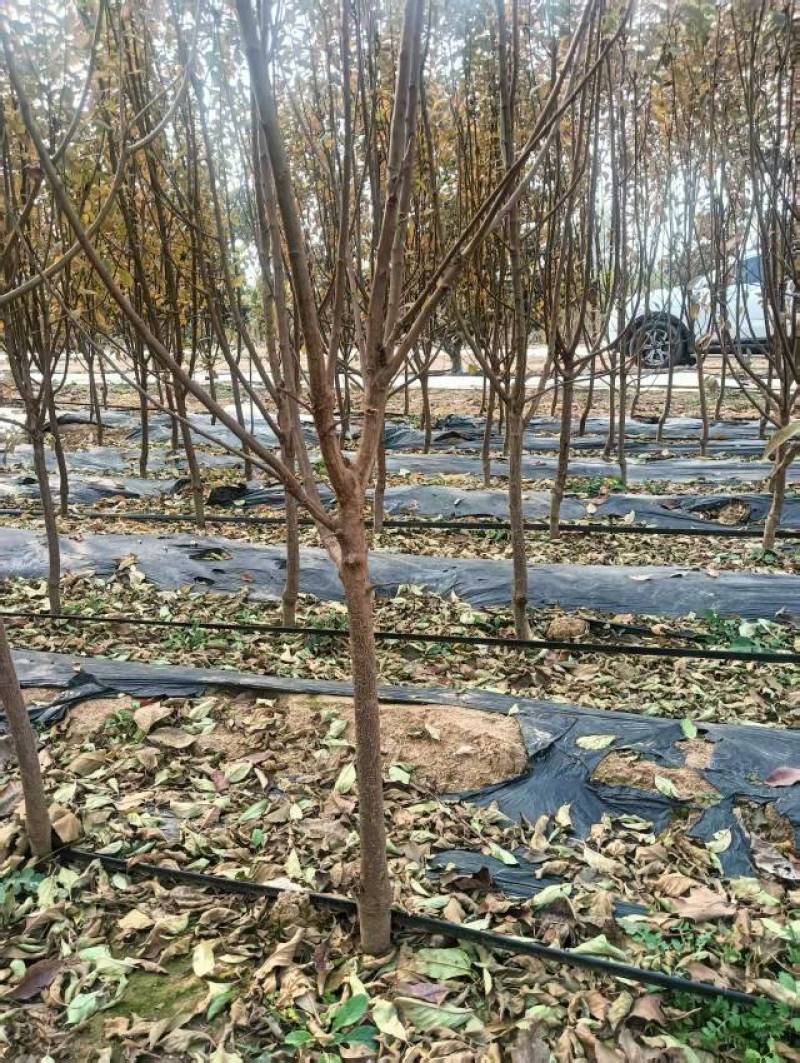 李子树苗优质李子苗基地直供包存活死苗补发欢迎来电