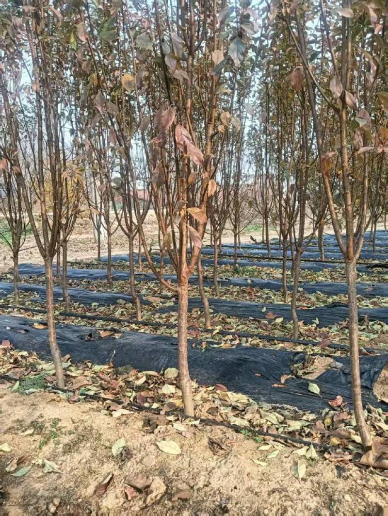 李子树苗优质李子苗基地直供包存活死苗补发欢迎来电