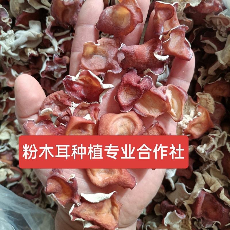 小号粉木耳1.5规格粉木耳中小粉木耳中大粉木耳1.5:2