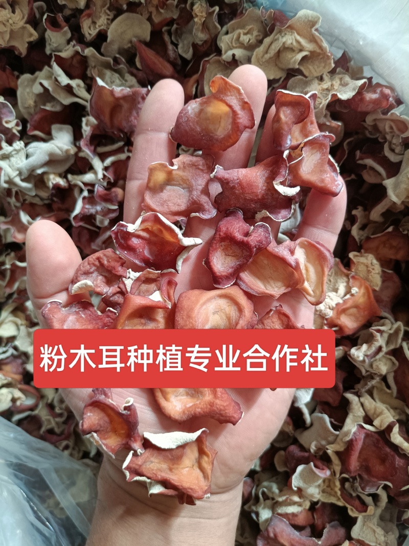 小号粉木耳1.5规格粉木耳中小粉木耳中大粉木耳1.5:2