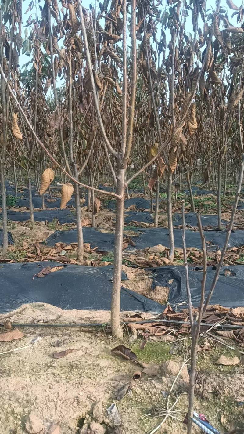 樱桃树苗优质樱桃苗基地直供包存活死苗补发欢迎来电