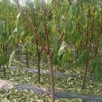 水蜜桃苗桃树苗基地直供包存活死苗补发欢迎来电