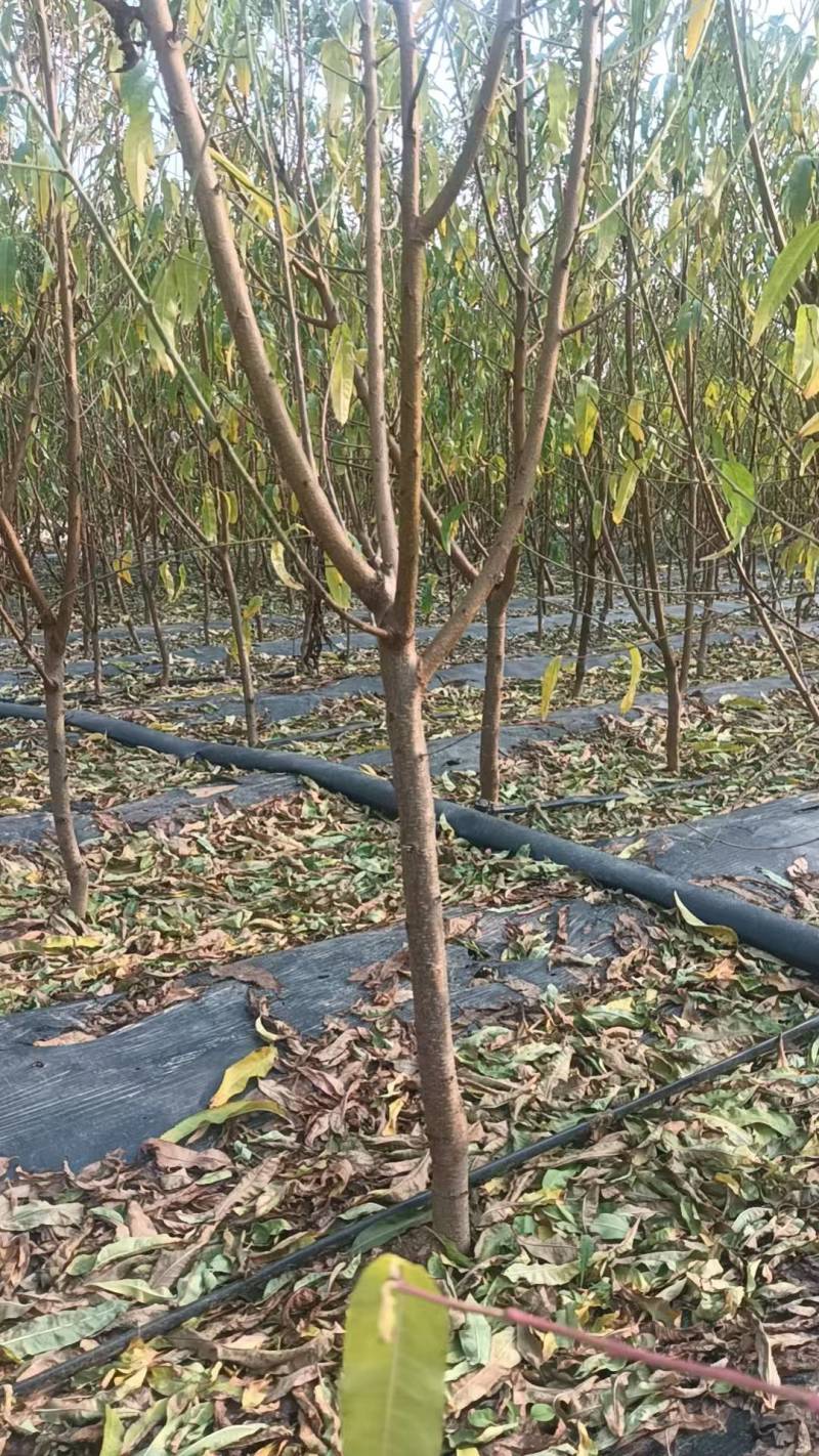 水蜜桃苗桃树苗基地直供包存活死苗补发欢迎来电