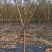 水蜜桃苗桃树苗基地直供包存活死苗补发欢迎来电