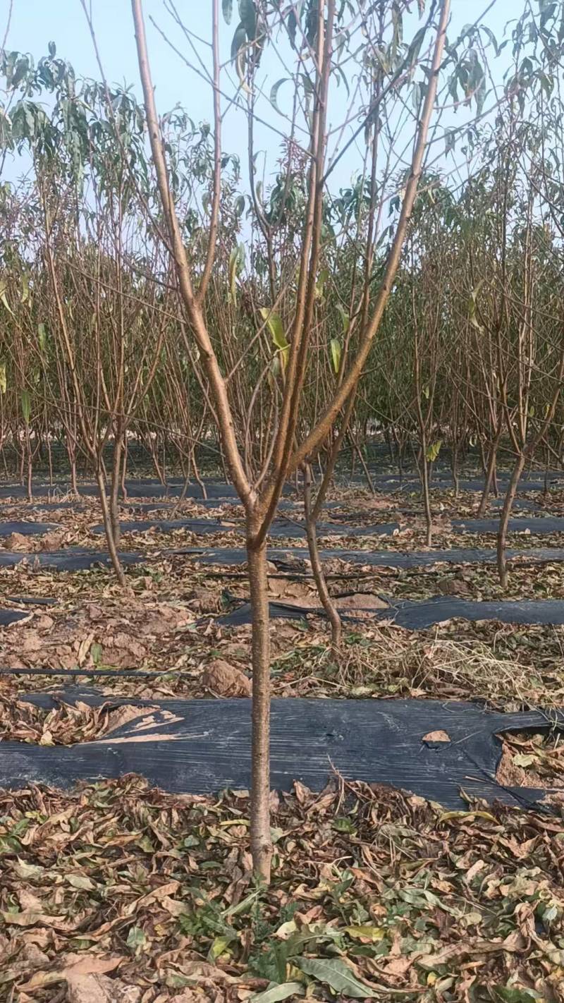 水蜜桃苗桃树苗基地直供包存活死苗补发欢迎来电