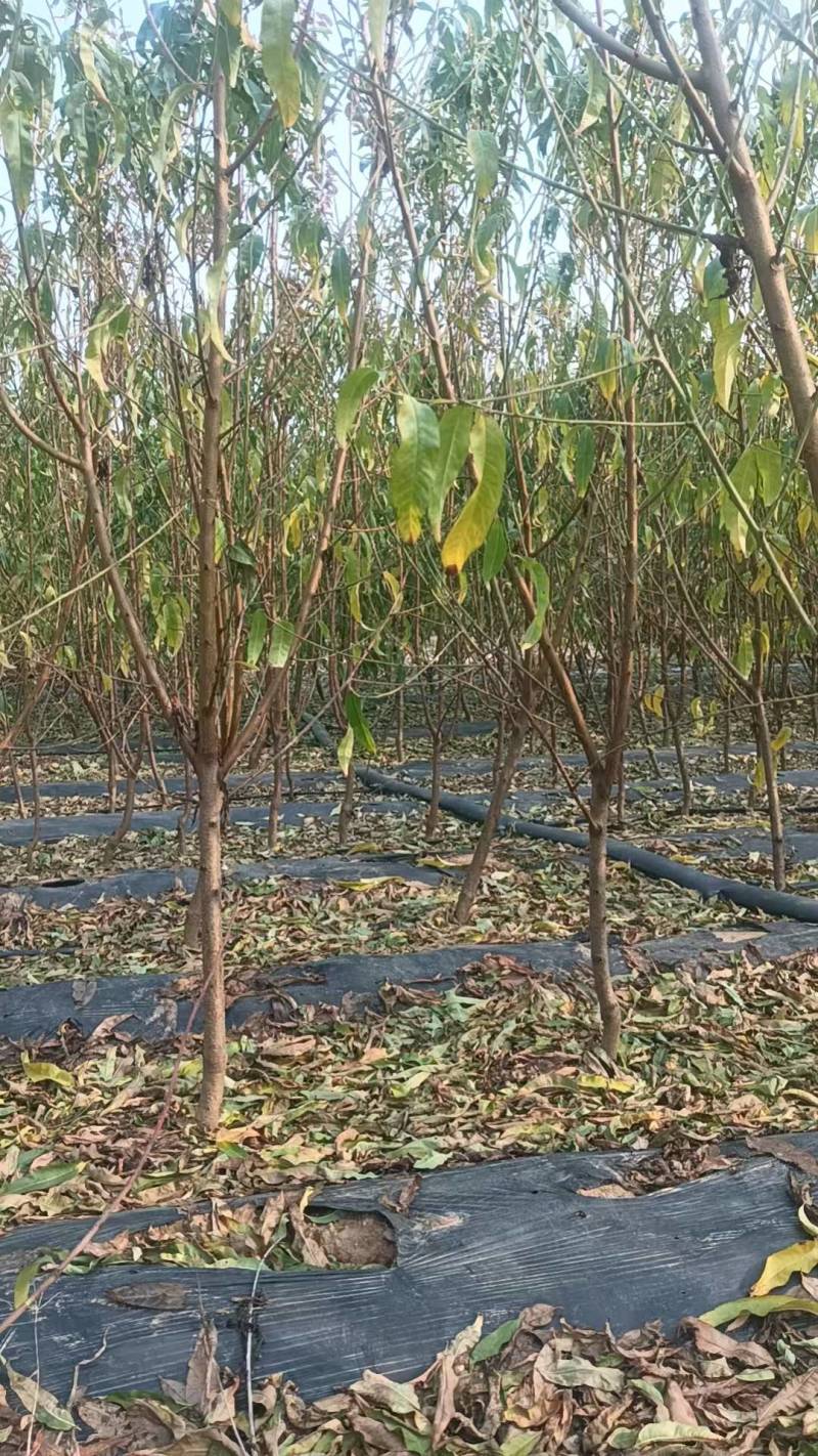 水蜜桃苗桃树苗基地直供包存活死苗补发欢迎来电