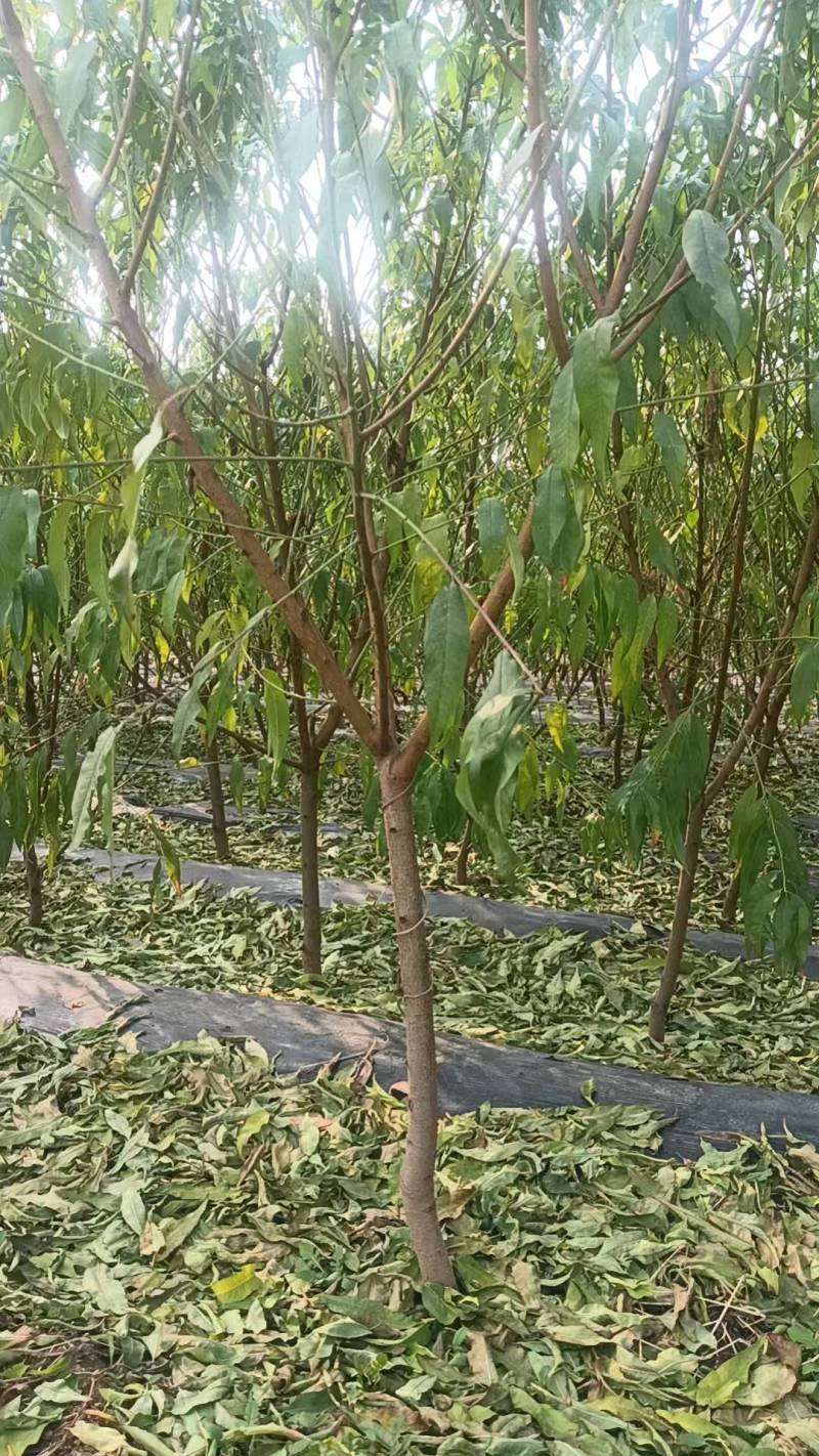 水蜜桃苗桃树苗基地直供包存活死苗补发欢迎来电