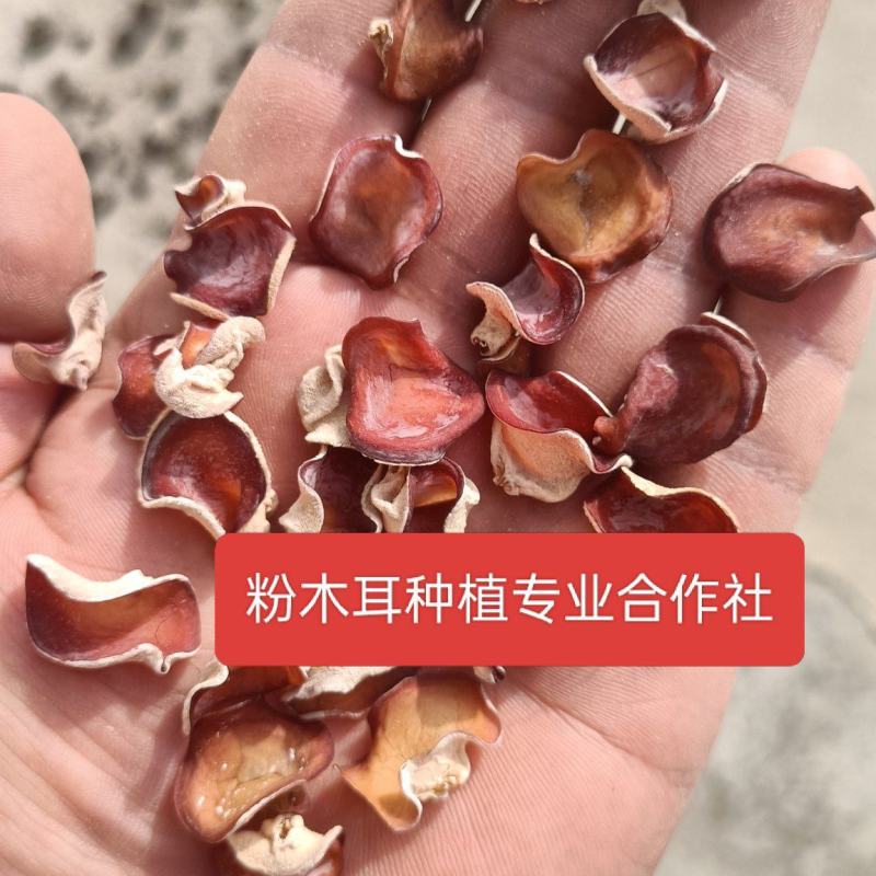 合作社粉木耳上市粉木耳批发零售粉耳粉木耳基地小粉木耳粉耳