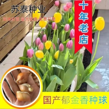 国产郁金香大种球水培植物盆栽花卉种籽子室内外四季