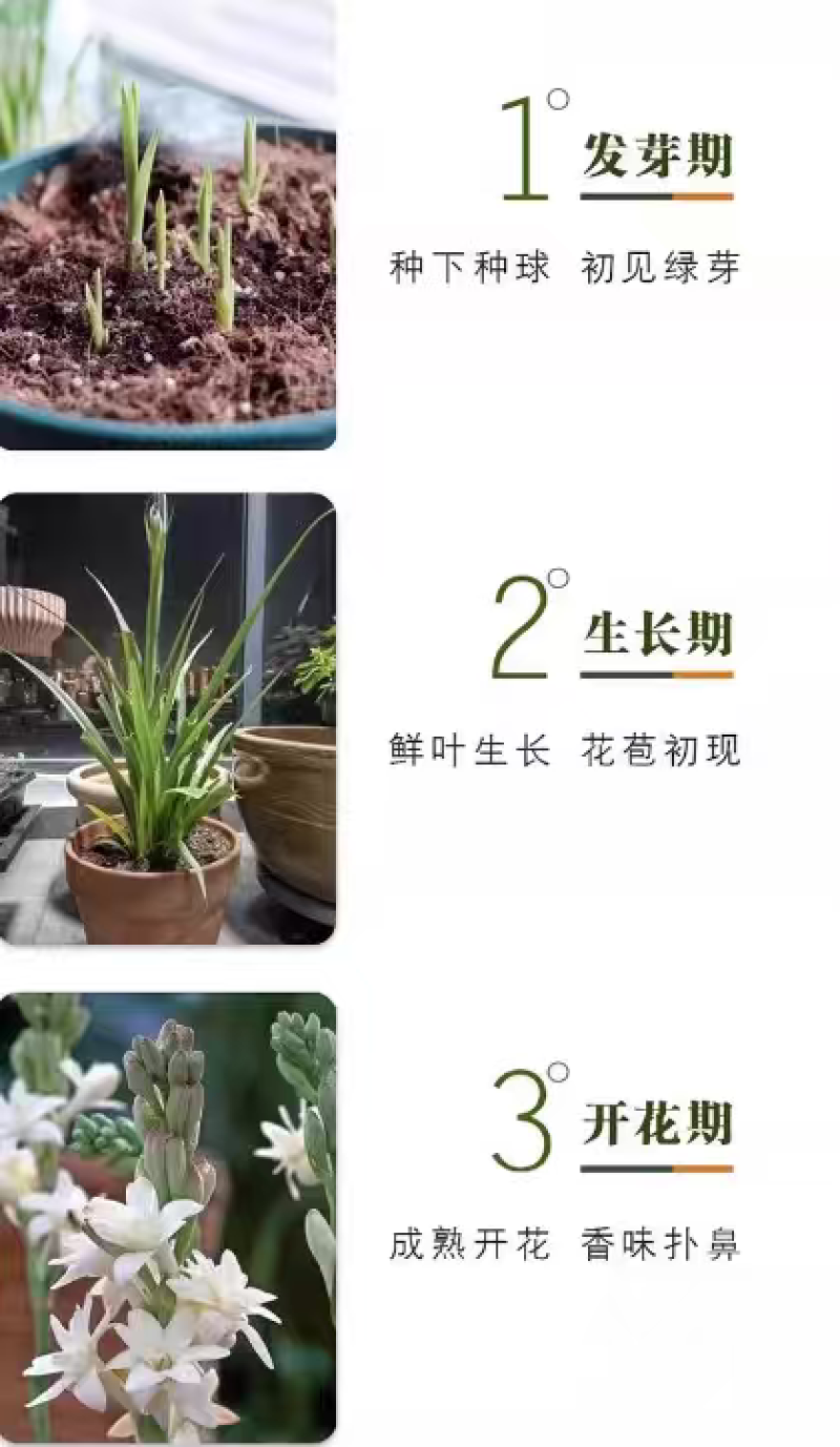 晚香玉种球重瓣大花球根夜来香浓香型多年生切花庭院阳台盆栽