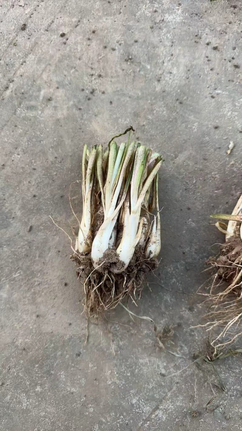 晚香玉种球重瓣大花球根夜来香浓香型多年生切花庭院阳台盆栽