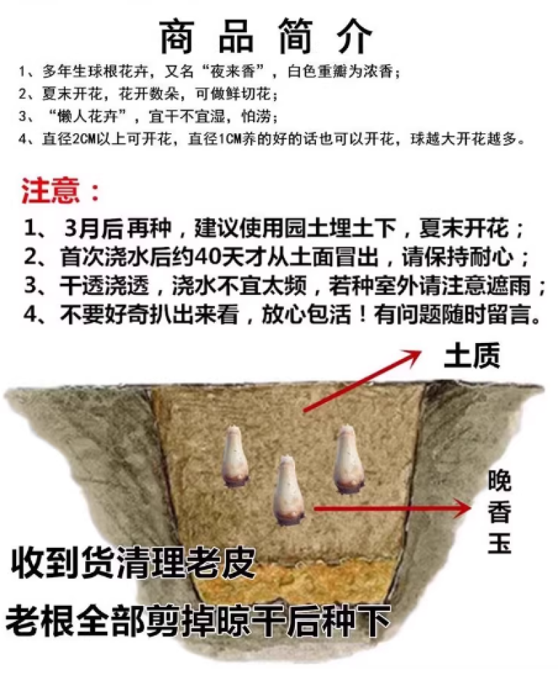晚香玉种球重瓣大花球根夜来香浓香型多年生切花庭院阳台盆栽