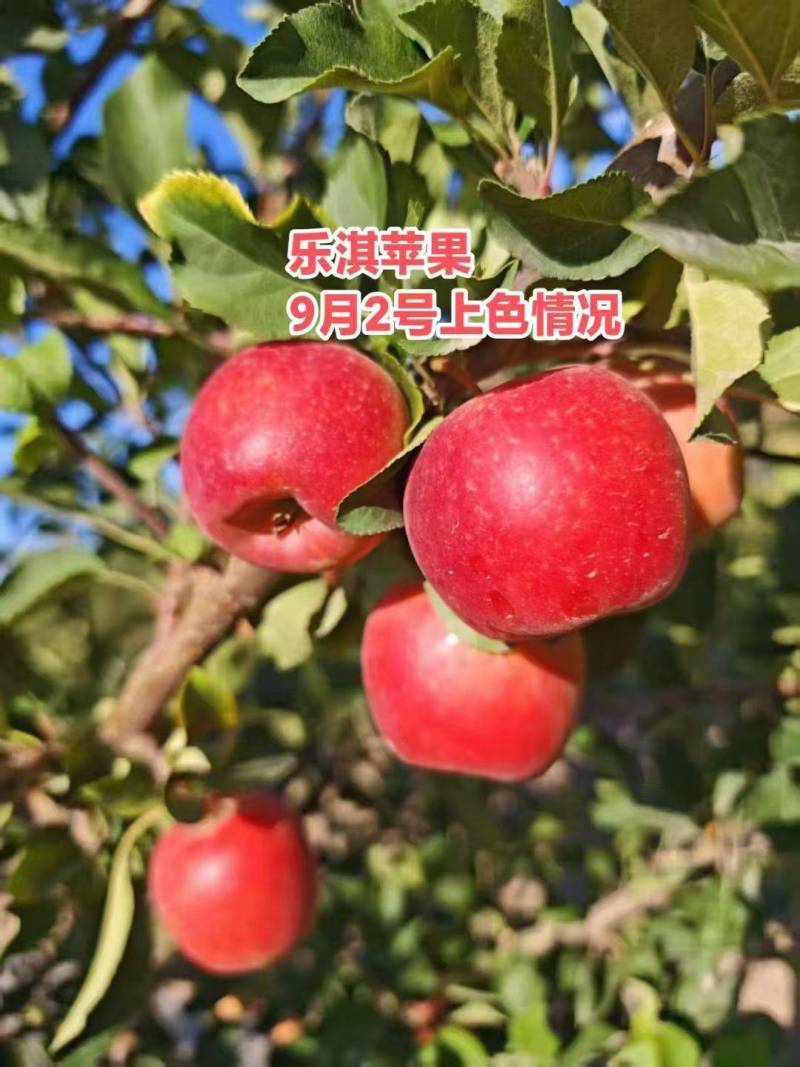 乐琪苹果树苹果苗基地直供包存活死苗补发欢迎来电
