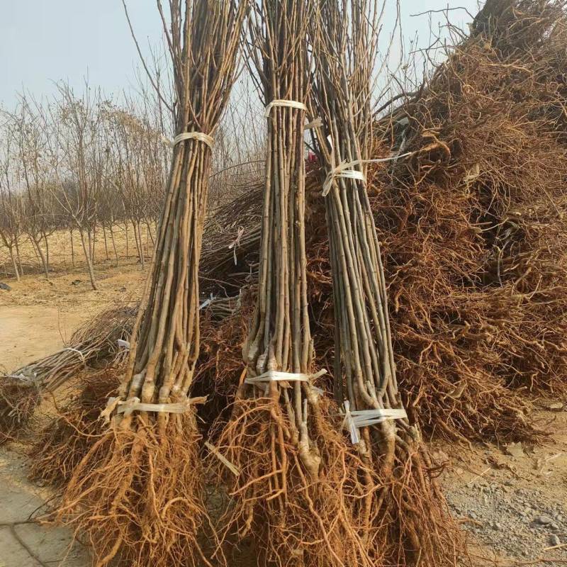 西梅树苗基地直供包存活死苗补发欢迎来电