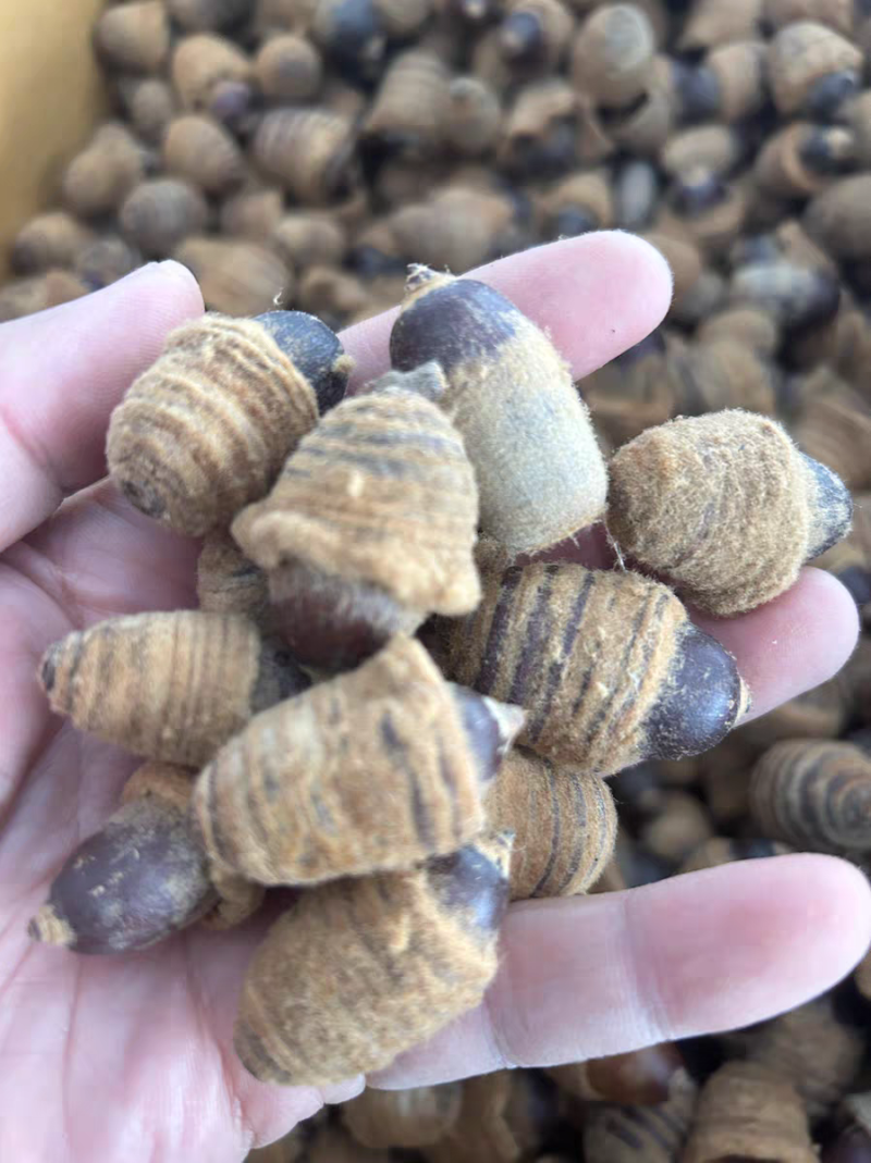 狗鞭果新货狗鞭果猪仔粒毛毛果规格齐全中药材批发