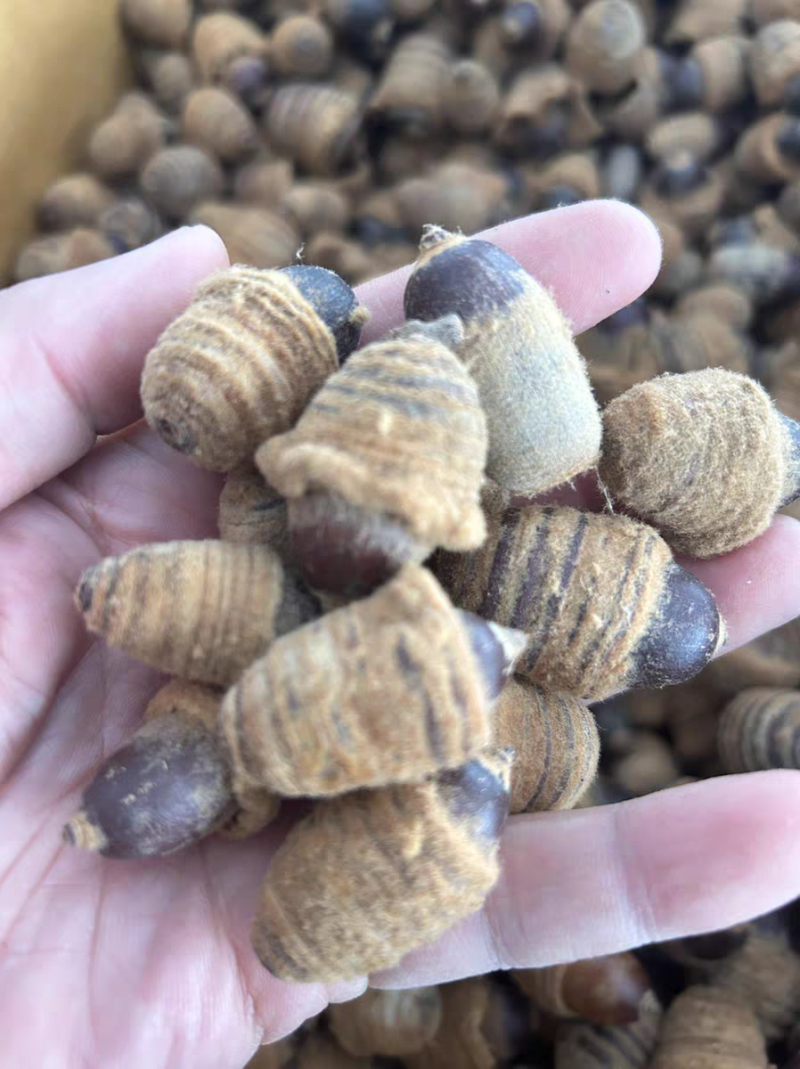 狗鞭果新货狗鞭果猪仔粒毛毛果规格齐全中药材批发