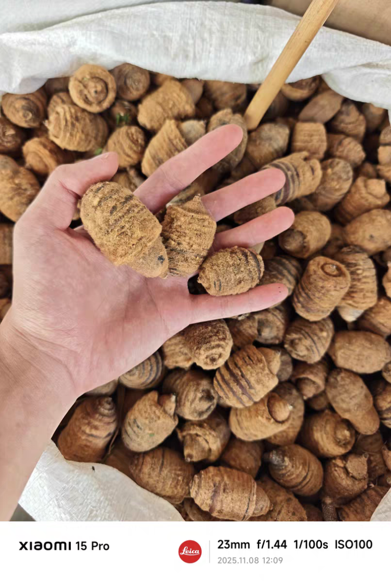 狗鞭果新货狗鞭果猪仔粒毛毛果规格齐全中药材批发