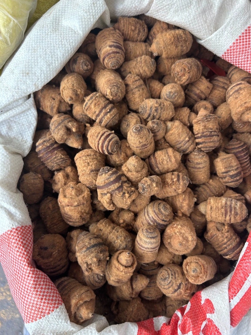 狗鞭果新货狗鞭果猪仔粒毛毛果规格齐全中药材批发