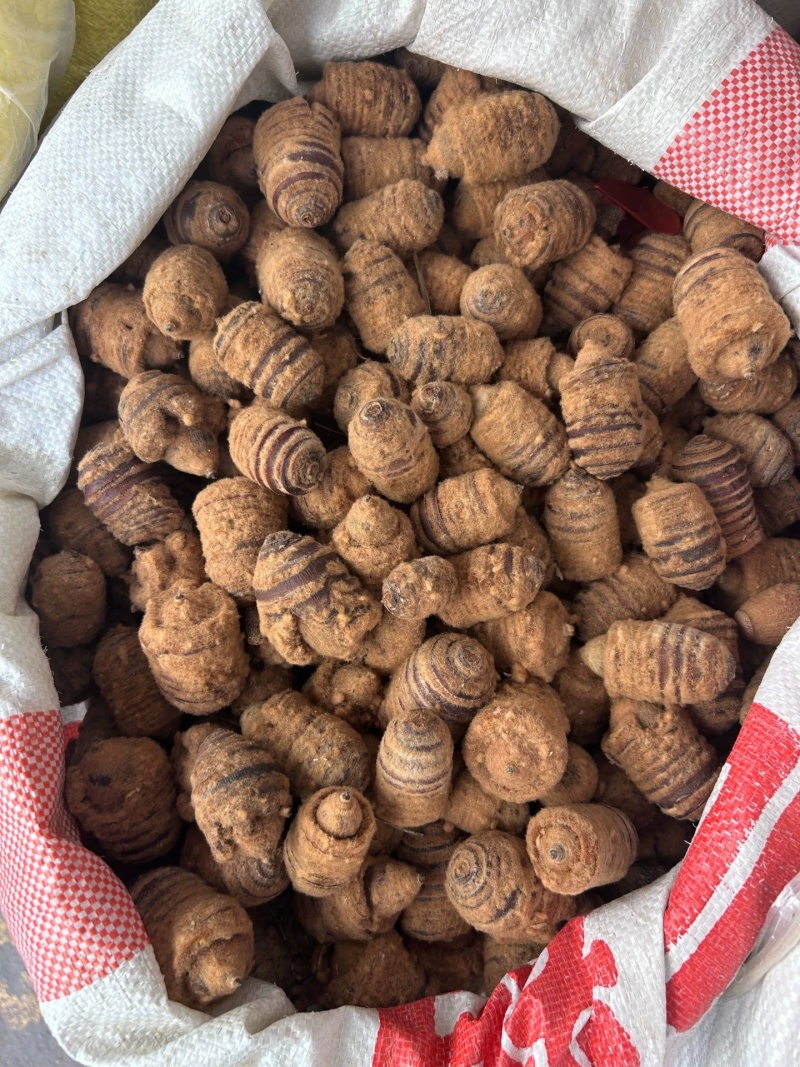 狗鞭果新货狗鞭果猪仔粒毛毛果规格齐全中药材批发
