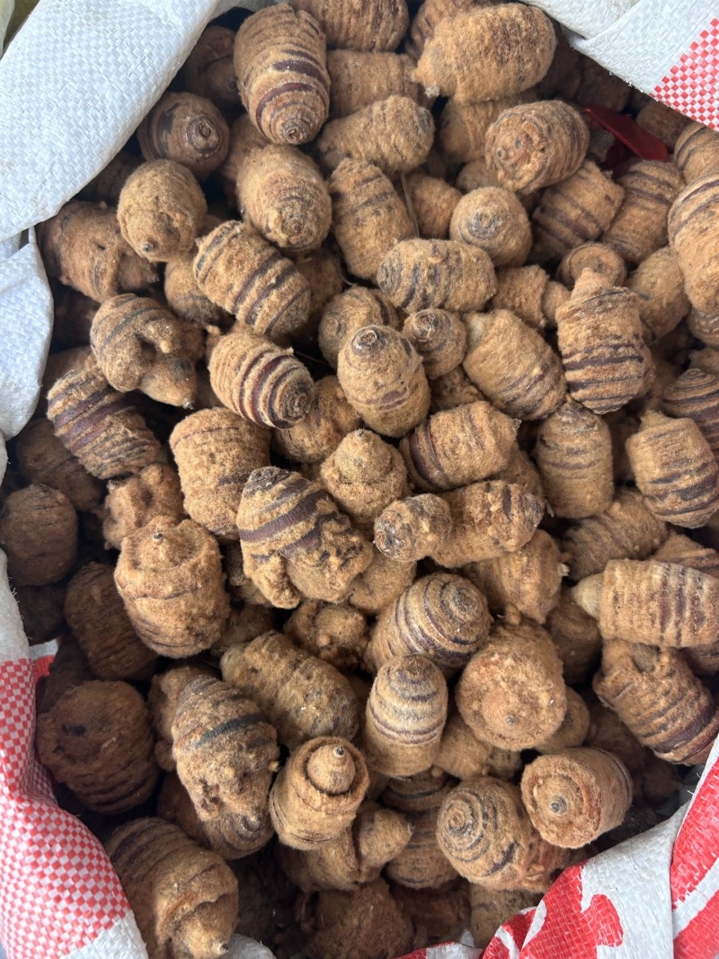 狗鞭果新货狗鞭果猪仔粒毛毛果规格齐全中药材批发