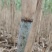 兰兰青皮甘蔗有每斤6角有每斤5角5分有每斤5角通货运费自