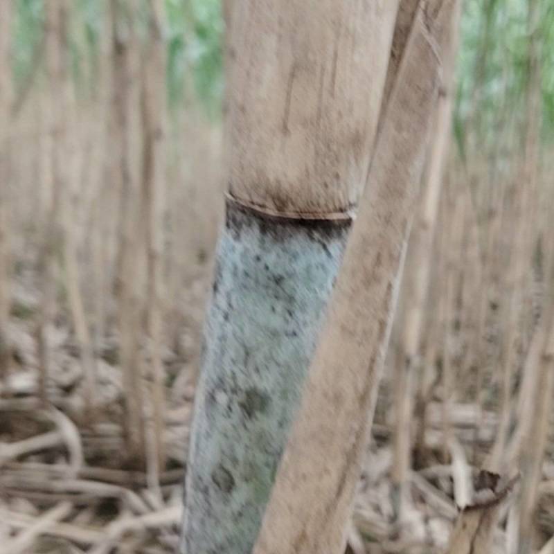 兰兰青皮甘蔗有每斤6角有每斤5角5分有每斤5角通货运费自