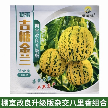 吉糖金兰甜瓜种子棚室改良升级版八里香甜瓜种子大果高糖绿肉